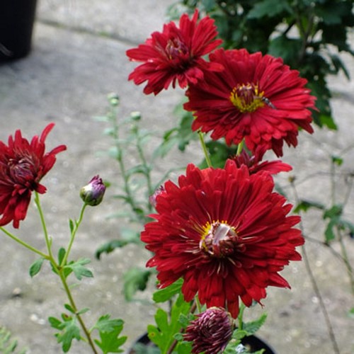 Chrysanthemum x rubellum 'Duchess of Edinburgh' - Talikrüsanteem 'Duchess of Edinburgh' P9/0,55L